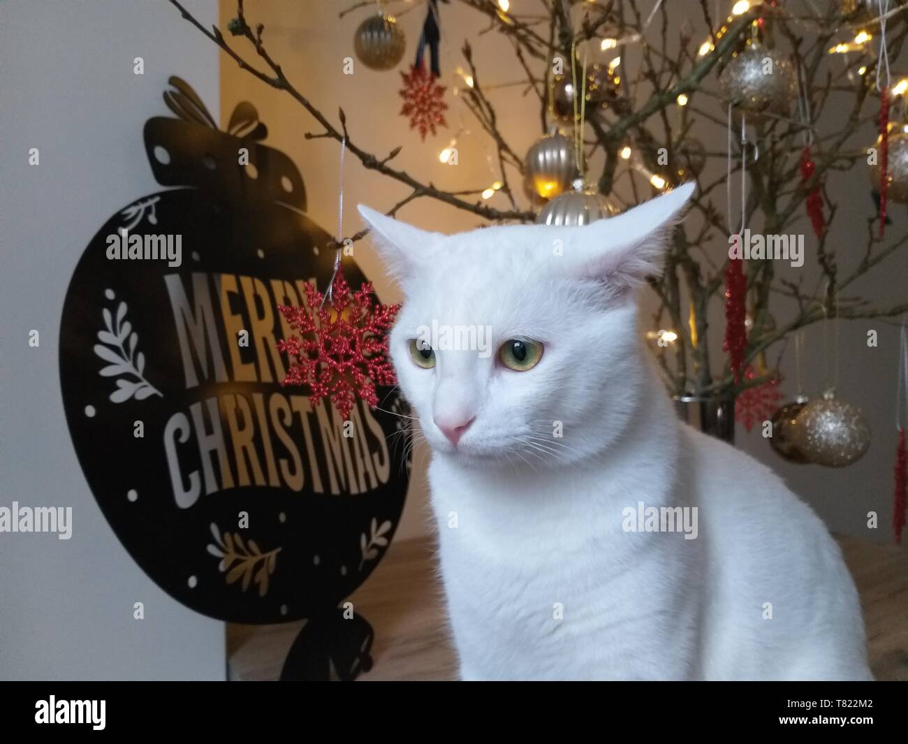 weihnachten 2020 Katzenportrait Stockfoto