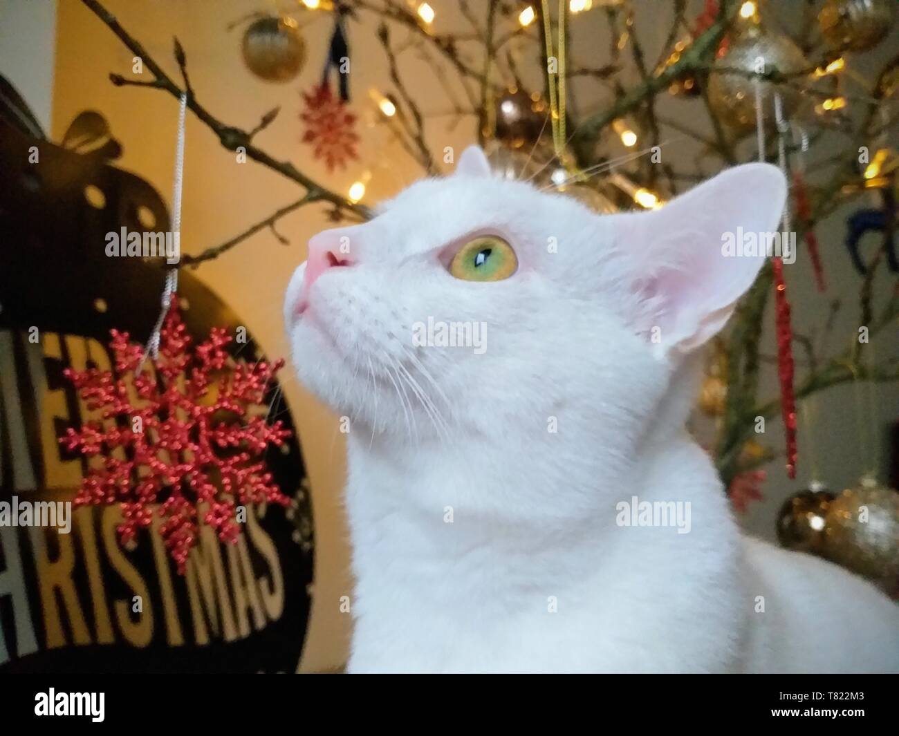 weihnachten 2020 Katzenportrait Stockfoto