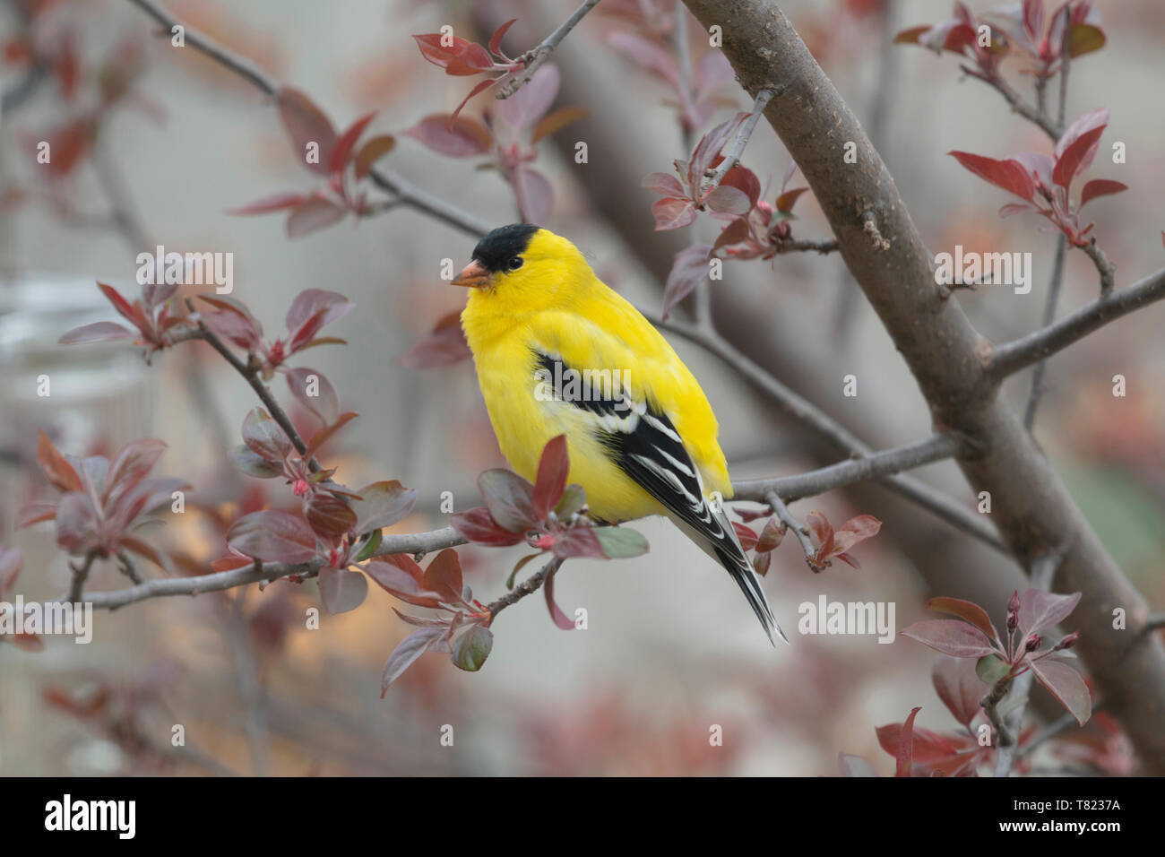 American Goldfinch Mai 7th, 2019 Unser Haus in Brandon, SD Stockfoto