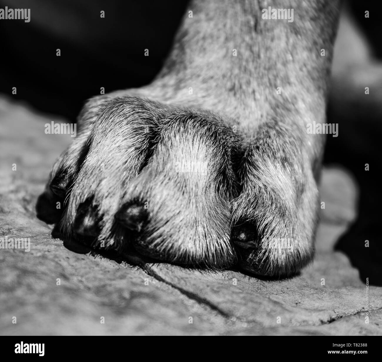 Dog paw B/W Stockfoto