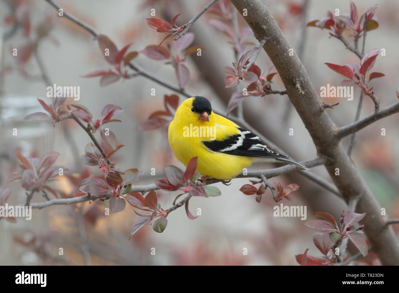 American Goldfinch Mai 7th, 2019 Unser Haus in Brandon, SD Stockfoto