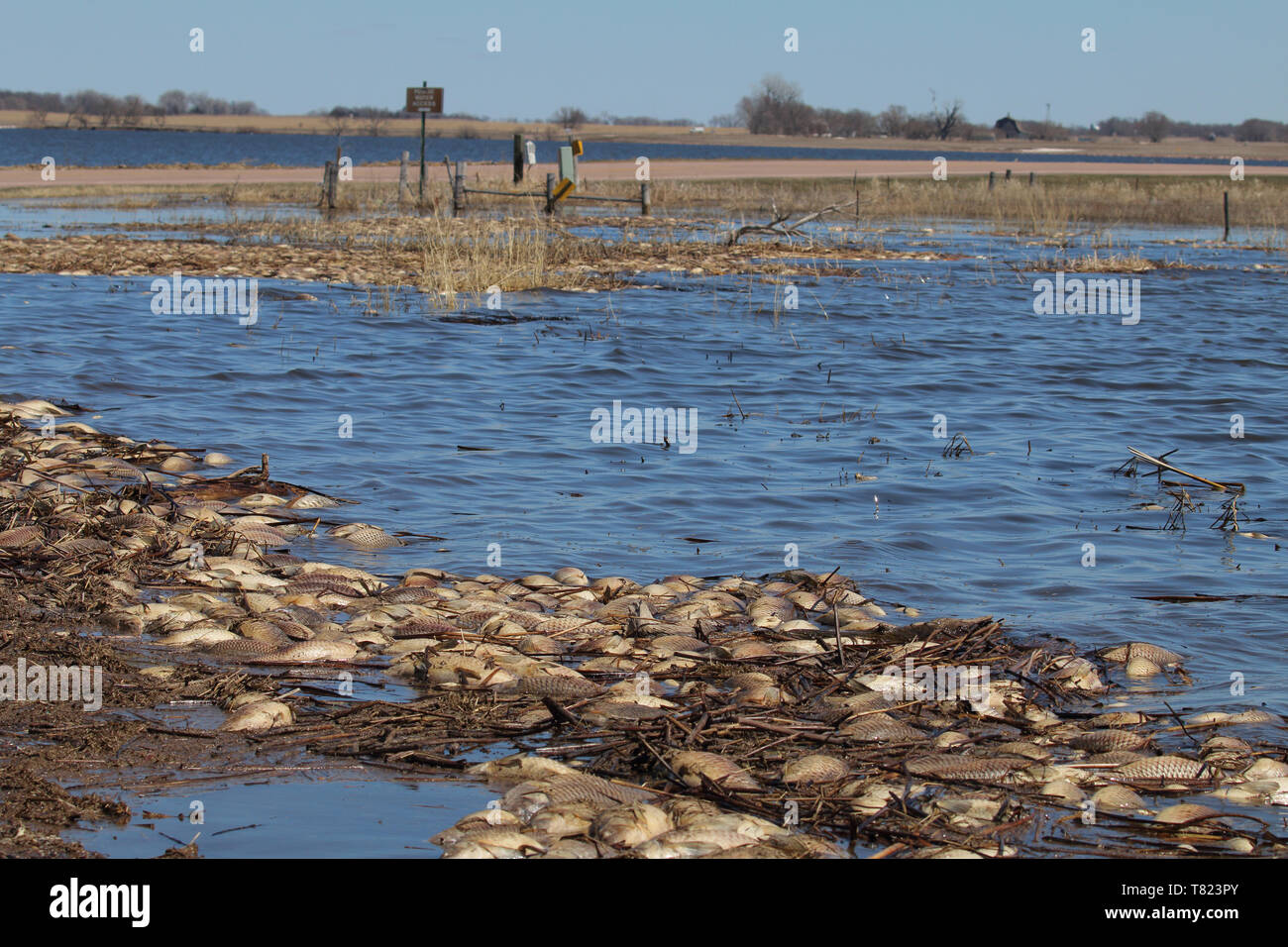 Fische töten See Fichte, South Dakota 19. April 2019 Stockfoto