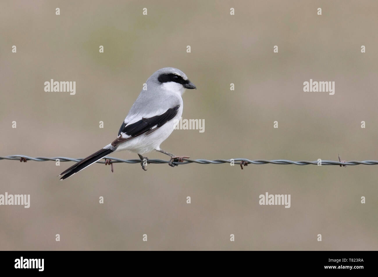 Unechte Shrike April 26th, 2019 Fort Pierre nationalen Grasland, South Dakota Stockfoto