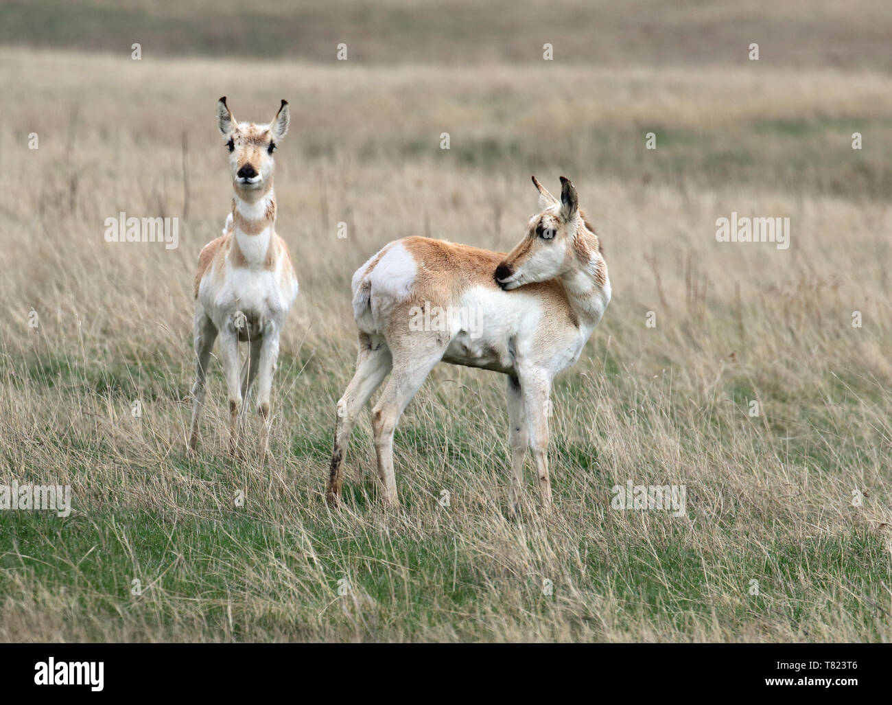 Pronghorn April 27th, 2019 Fort Pierre nationalen Grasland, South Dakota Stockfoto