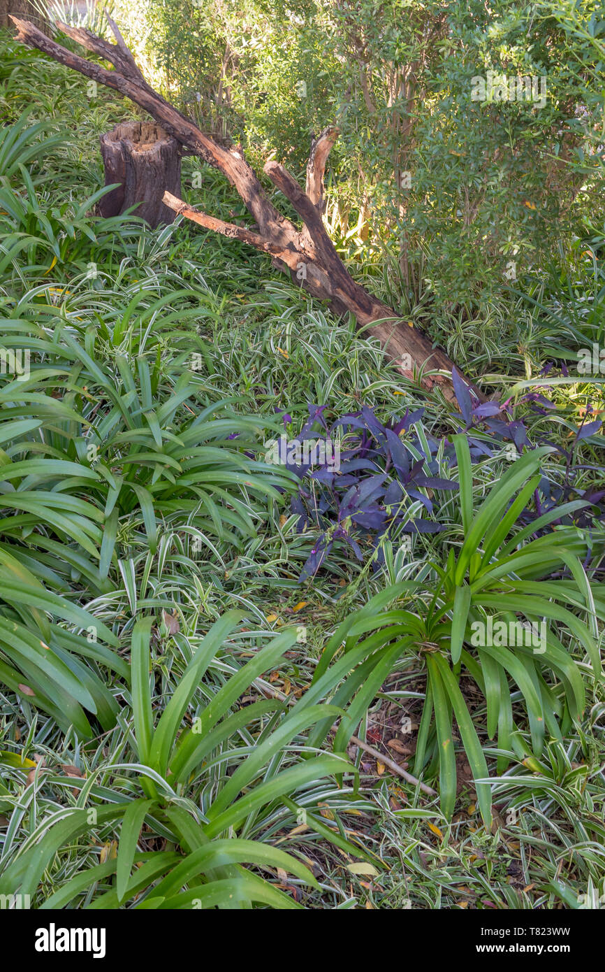 Toter Baum auf den Boden in einem Wald Bild im Hochformat mit copy Space gefallen Stockfoto