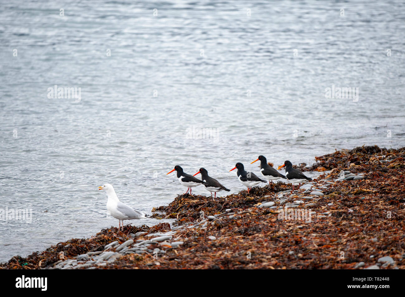 Oyster Catcher und Möwe am Strand, Schottland, Großbritannien, Stockfoto