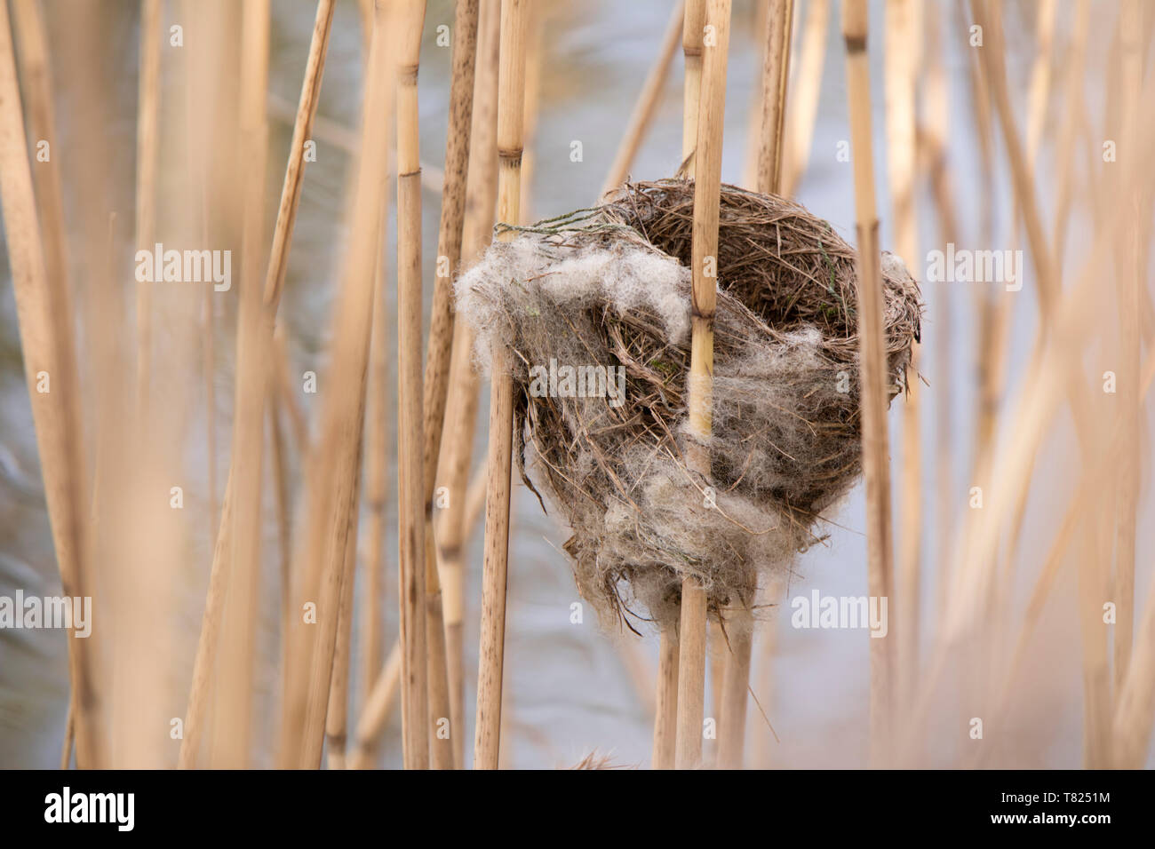 Eurasischen Reed Warbler reed Nest in einem Bett. Stockfoto