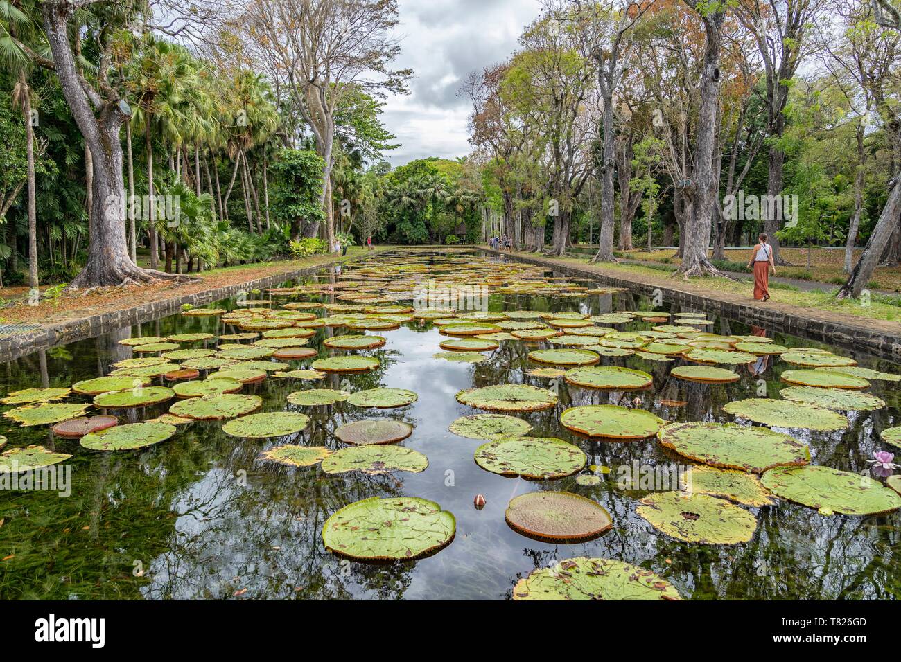 Mauritius, Bezirk, Pamplemousses Pamplemousses, Sir Seewoosagur botanischen Garten Pamplemousses Garten, Victoria amazonica Stockfoto