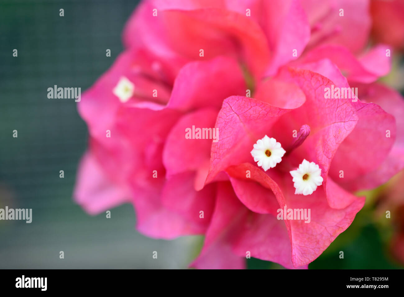 Rosa mediterrane Bougainvillea Stockfoto