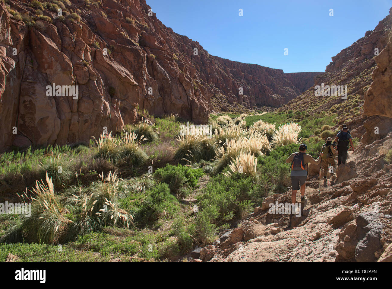 Trekking durch die puritama finden, San Pedro de Atacama, Chile Stockfoto