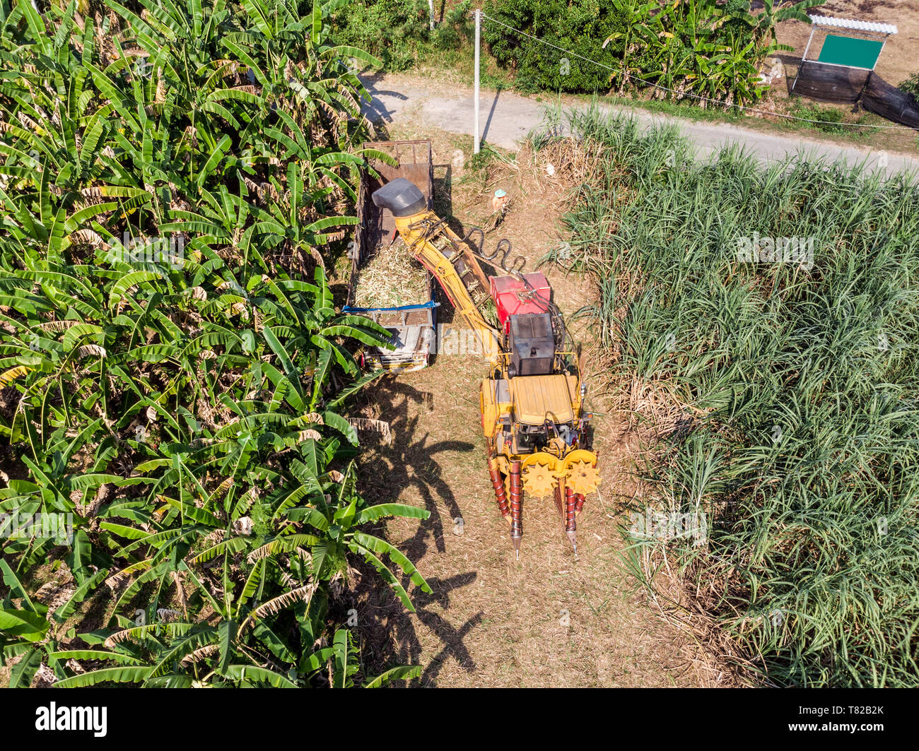 Feldhäcksler Erntetechnik Zuckerrohr Zuckerrohr sind in den Lkw in der Plantage Stockfoto