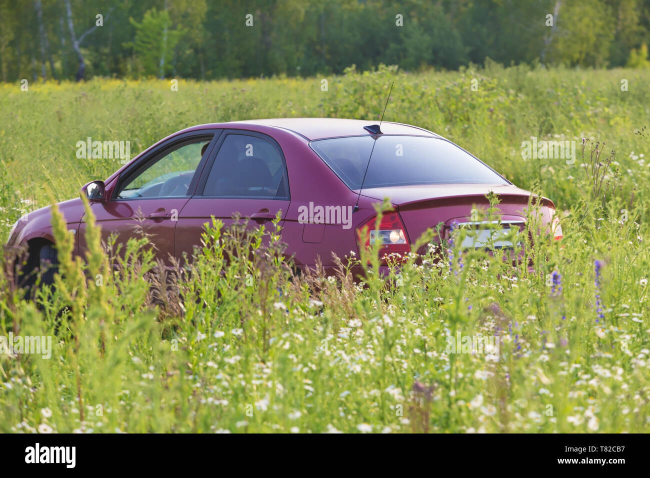 Auto auf Sommer Feld im hohen Gras Stockfoto