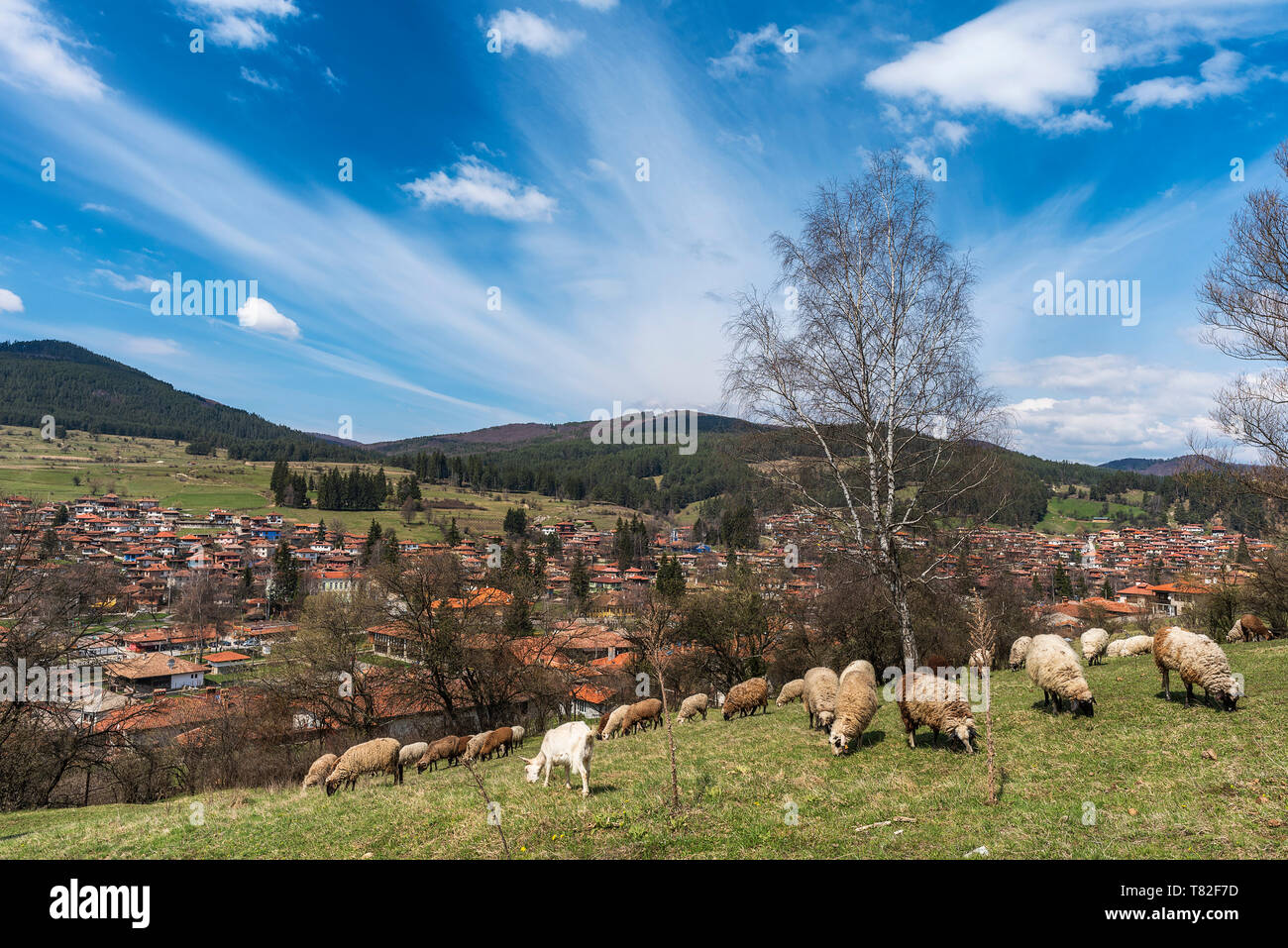 Schafe auf der grünen Wiese über Koprivshtitsa Stadt, Bulgarien Stockfoto