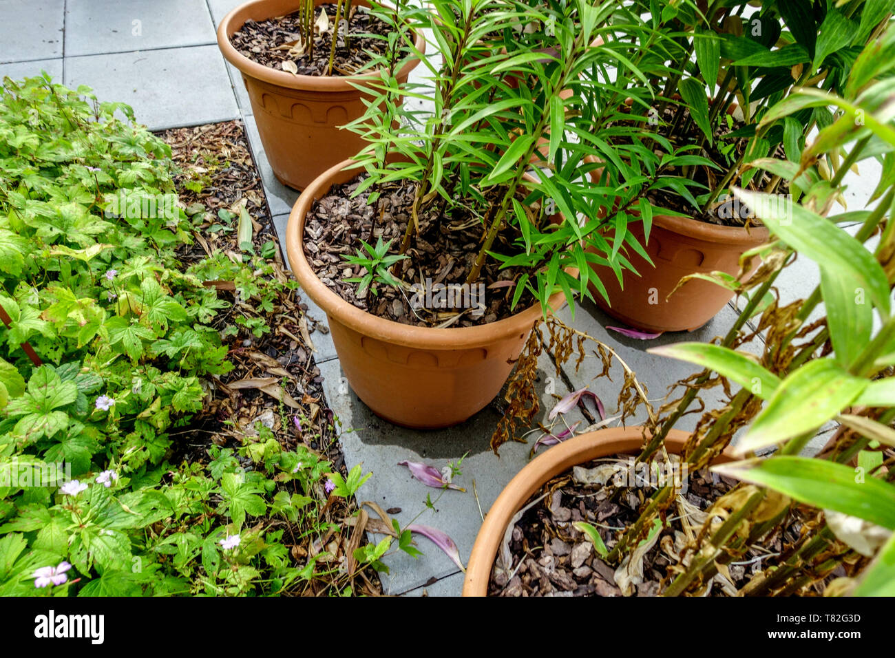 Lilium oriental Topf, orientalische Lilien Garten, Orientalische Lilie in  Töpfen Stockfotografie - Alamy