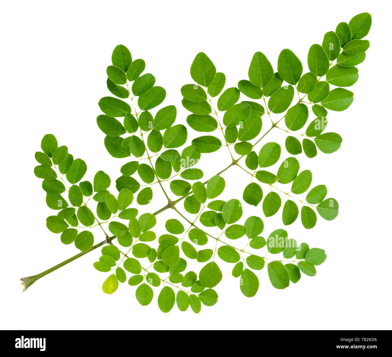 Moringa oleifera Leaf auf weißem Freistellungspfad isoliert Stockfoto