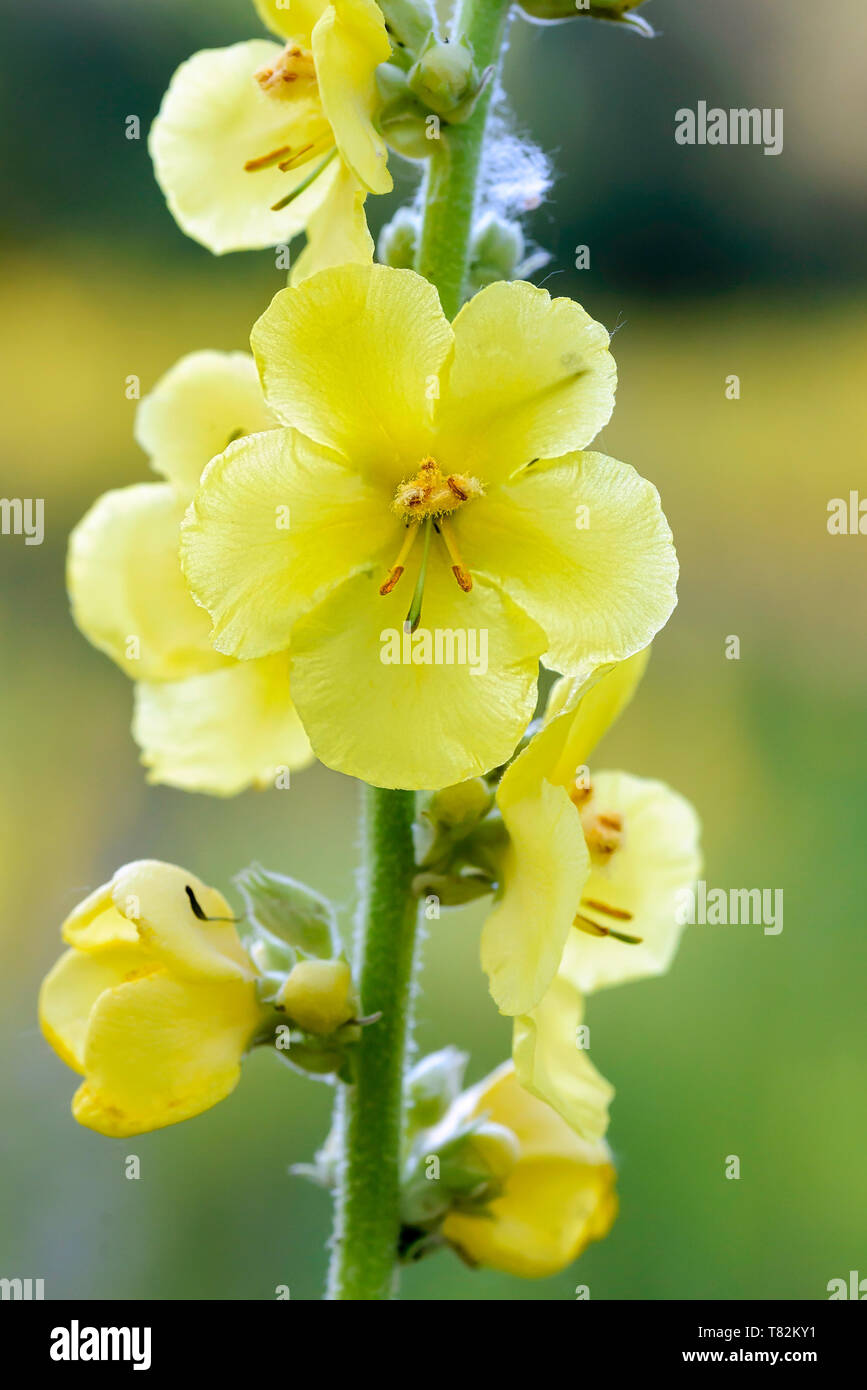 Gelb Verbascum Blattaria Blume, auch bekannt als Motte Königskerze, samt Anlage, auf der Wiese unter der Sommersonne weichen Morgen in Kiew, Ukraine Stockfoto