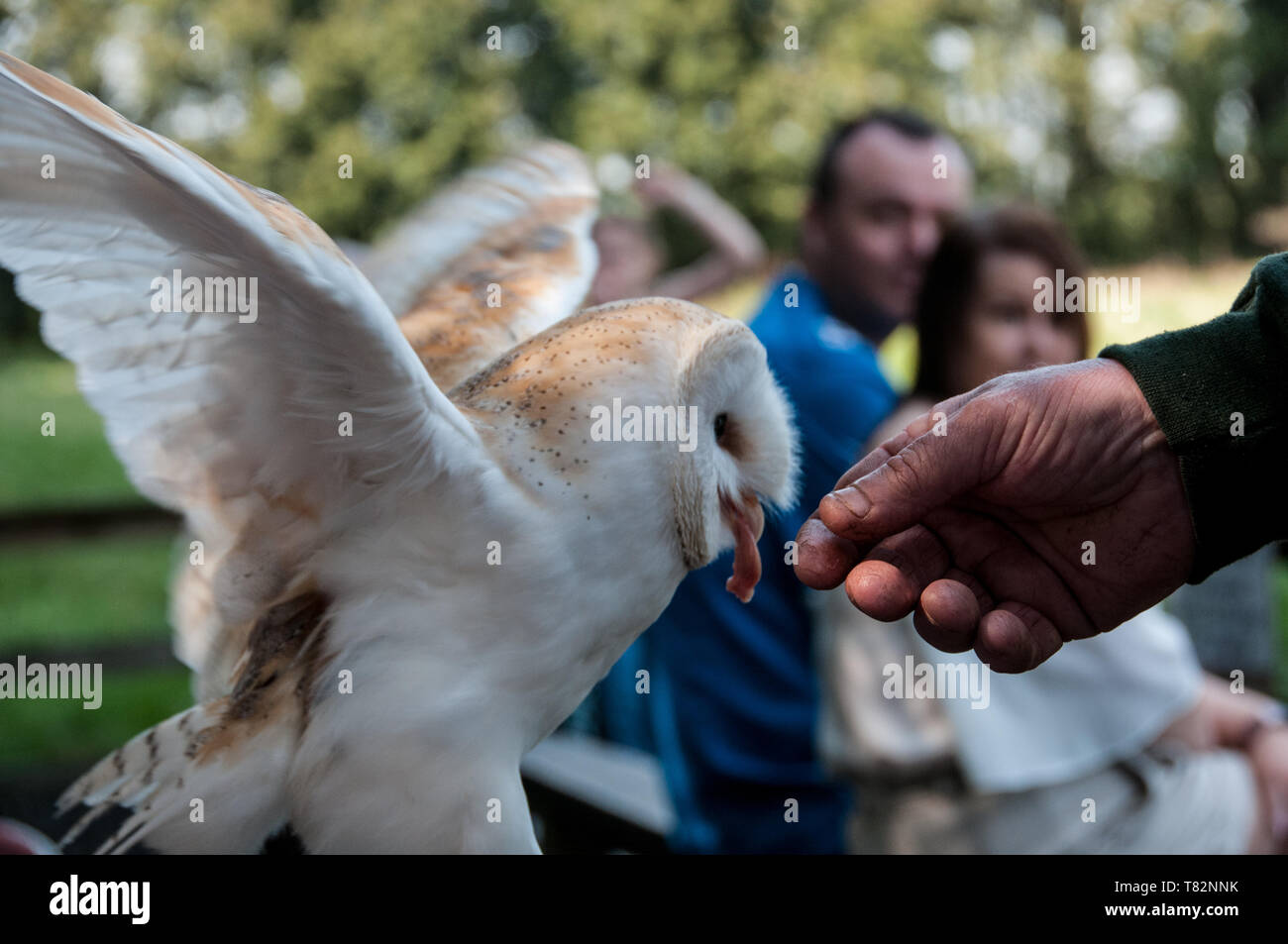 Schleiereule an Turbary Holz Eule und Vogelschutzgebiet Stockfoto