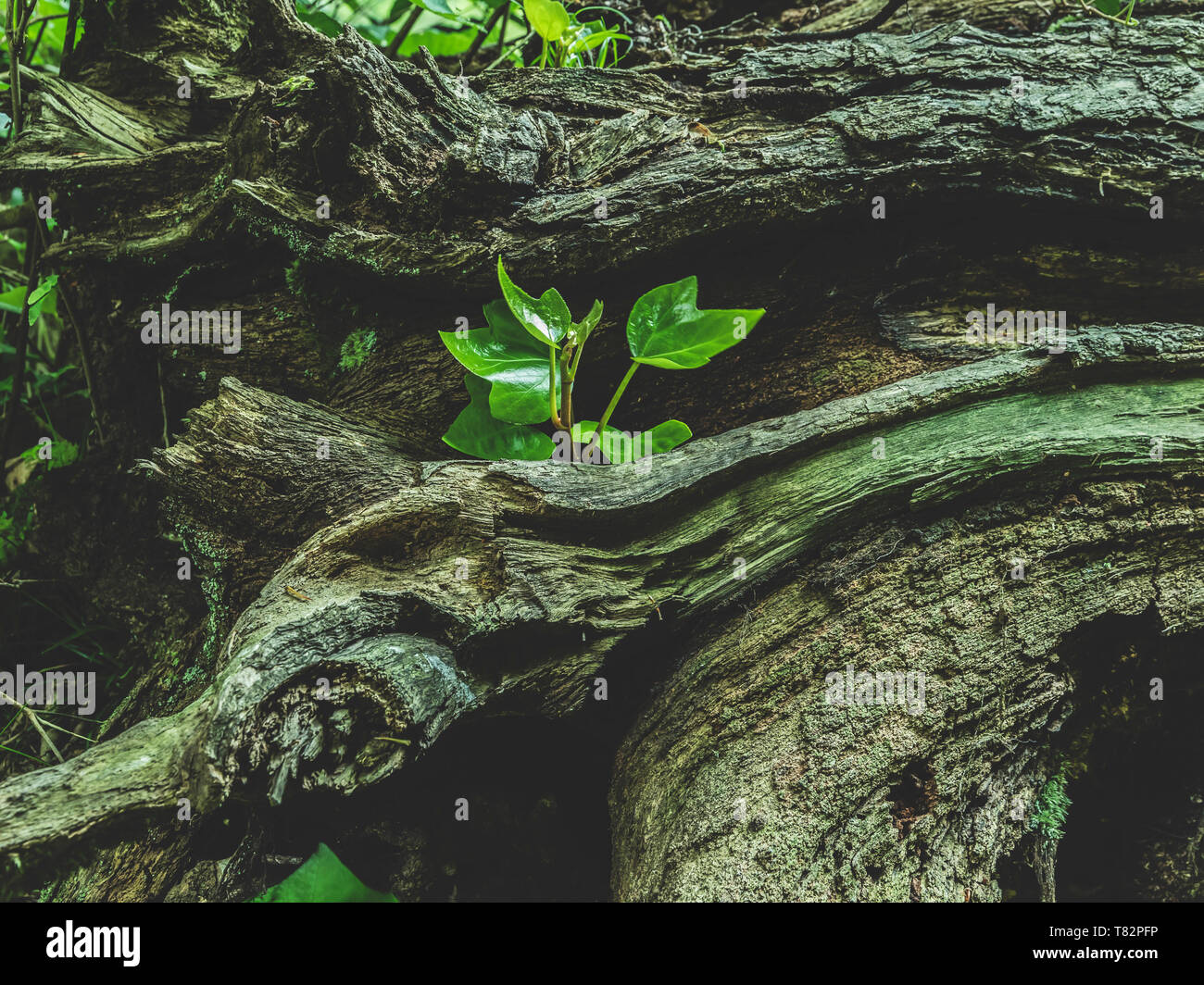 Jungen grünen Zweig wächst auf einem alten hölzernen Stump, Log Stockfoto