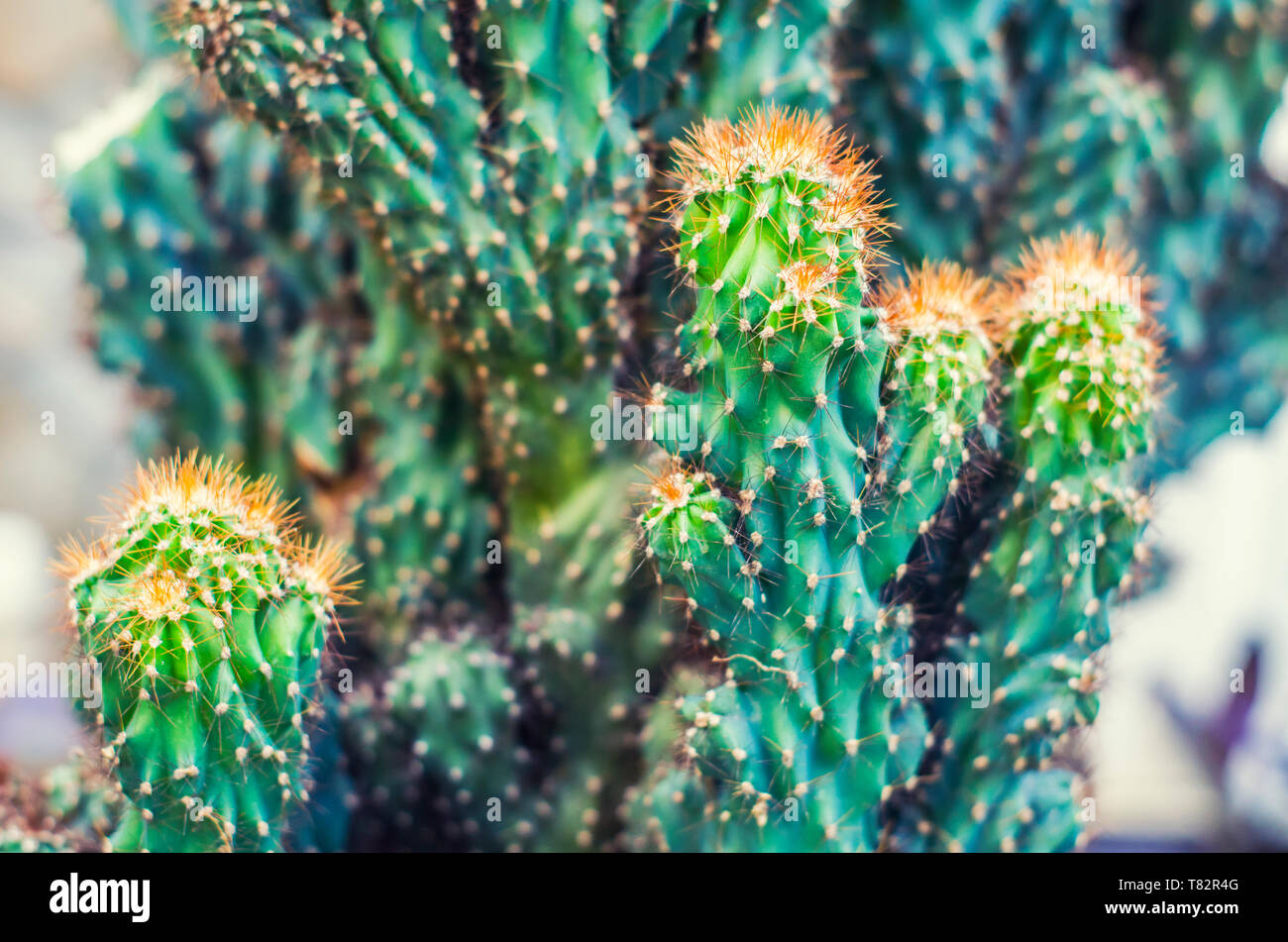 Cactus Cereus Peruanischen. Saftige Blumen Foto. Heilende exotische stacheligen Pflanzen. Stockfoto