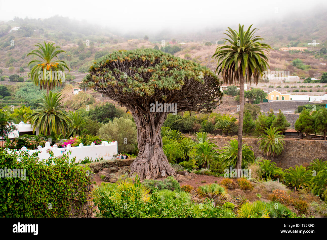 Der Kanarische Drachenbaum von Icod de los Vinos, Teneriffa, Kanarische Inseln Stockfoto