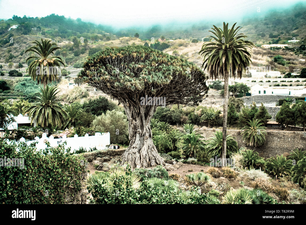 Der Kanarische Drachenbaum von Icod de los Vinos, Teneriffa, Kanarische Inseln Stockfoto