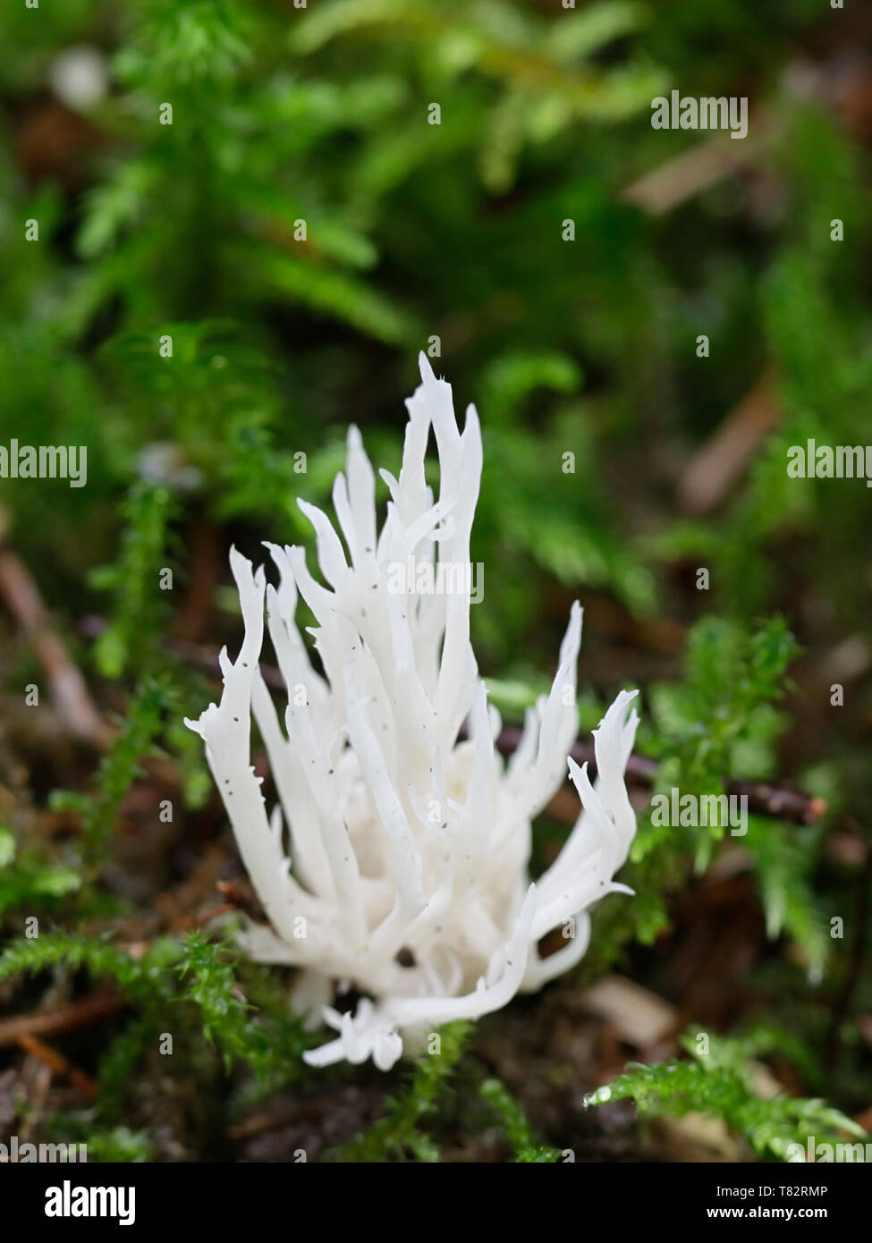 Weiß crested Coral Pilz, Clavulina coralloides Stockfoto
