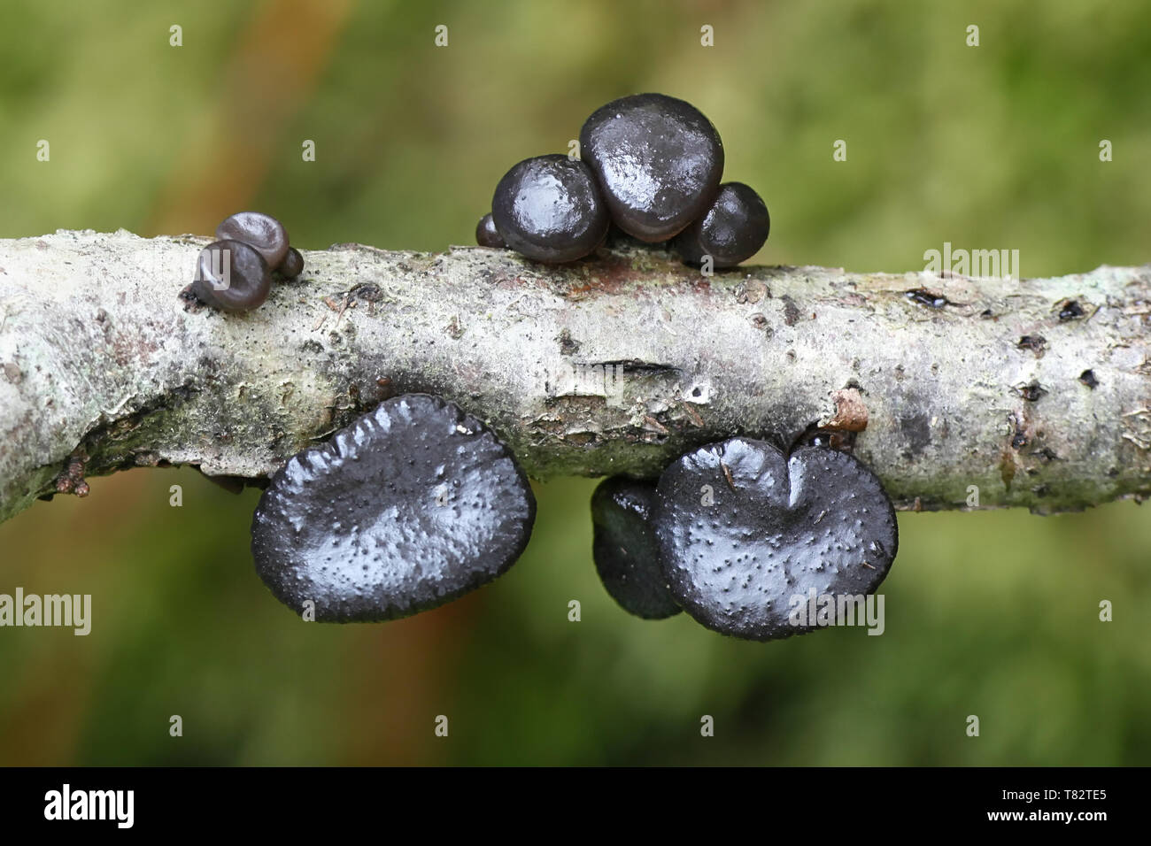 Hexen "Butter, Exidia truncata, wächst an Eiche in Finnland Stockfoto