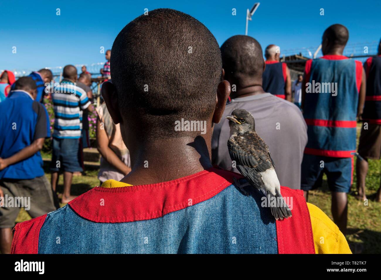 Papua-neuguinea, Golf von Papua, National Capital District, Port Moresby Stadt, bomana Gefängnis, maximale Sicherheit, prisonner mit einem zahmen Vogel Stockfoto
