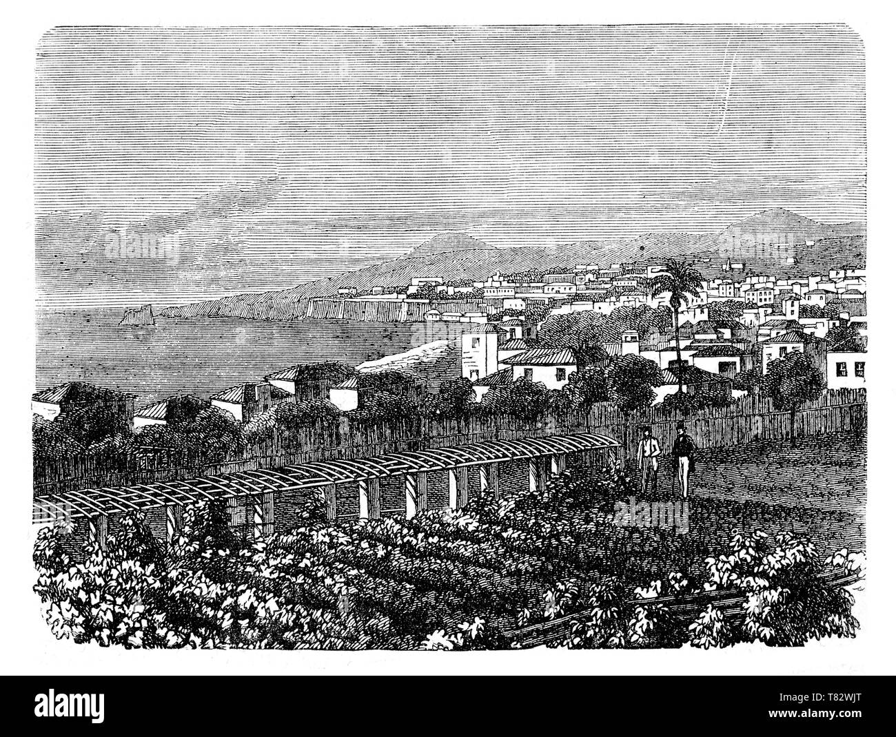 Ansicht der portugiesischen Stadt von Funchal auf der Insel Madeira im Atlantischen Ozean mit exotischen Gärten und Vegetation Stockfoto