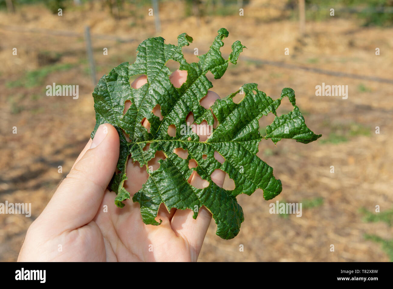 Raupen und Pilz auf Haselnuss Mutter Blätter Nahaufnahme Makro in der menschlichen Hand. Schädlinge der industriellen Nussbaum Garten Stockfoto