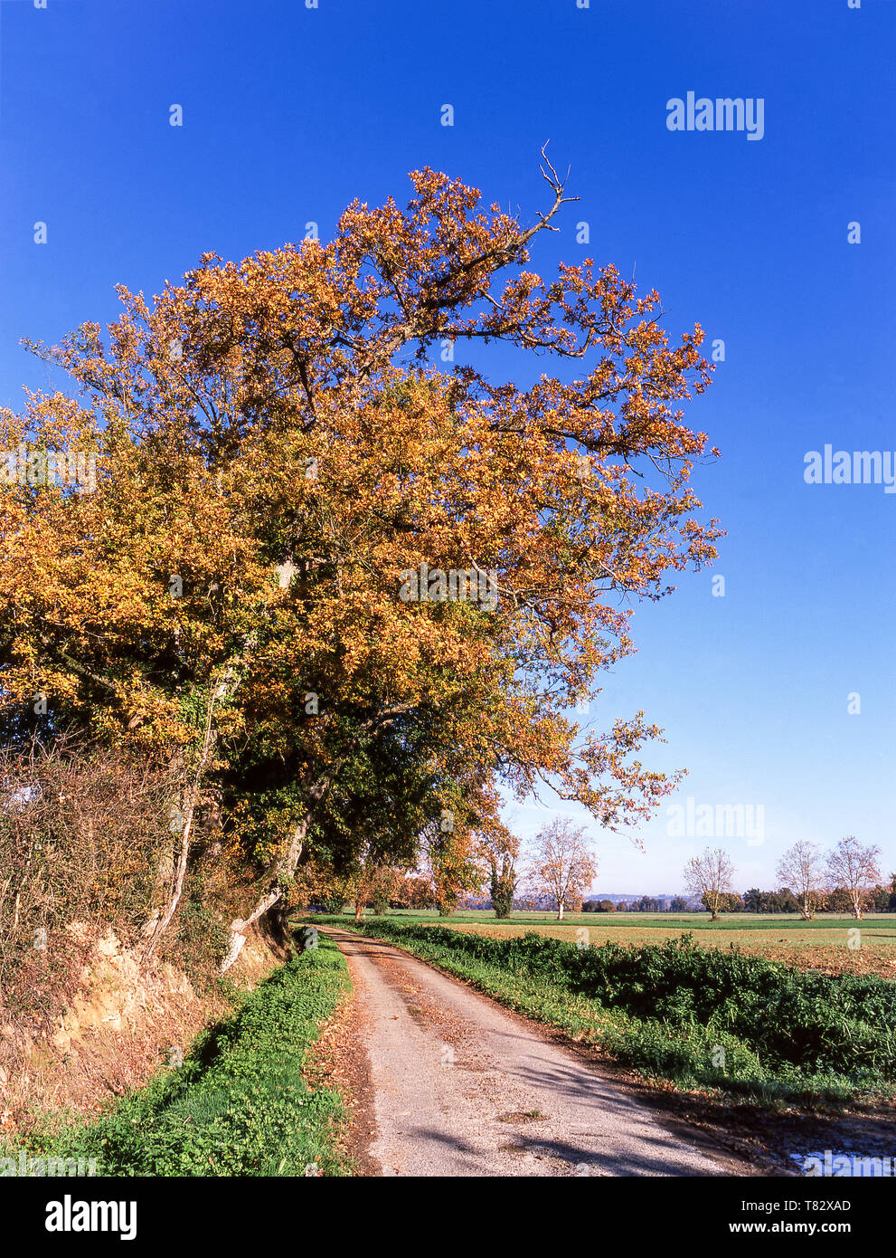 Die Landschaft des Südwestens Frankreich Anfang Herbst. Eine Eiche in herbstlichen Farben. Stockfoto