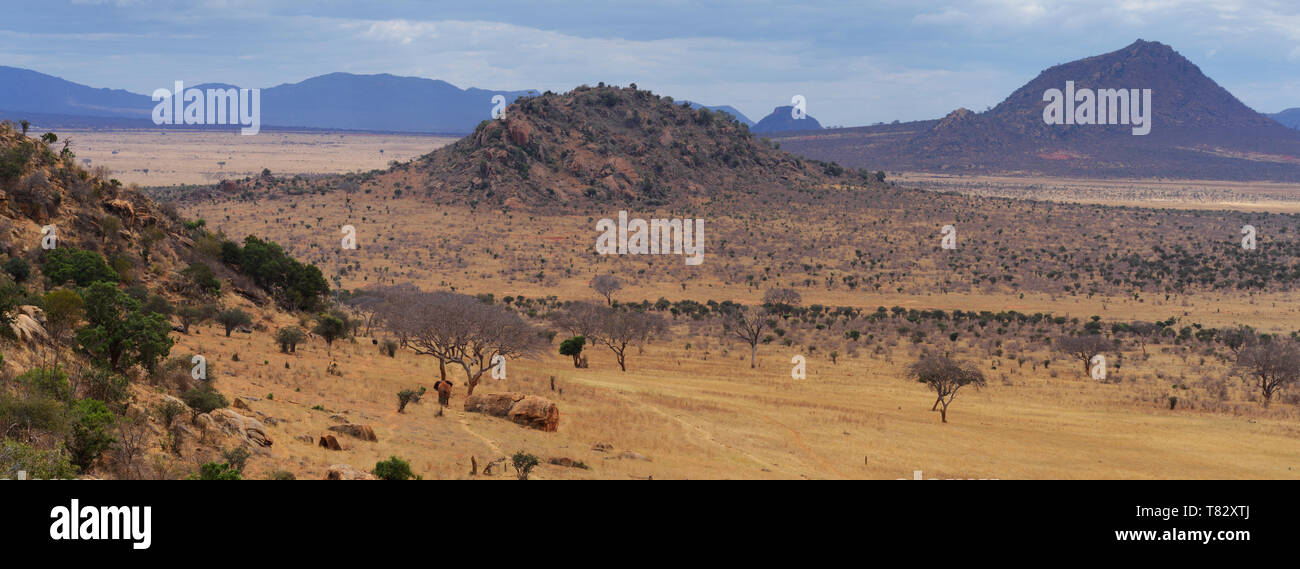 Elefanten gehen auf die Savanne in der Nähe der Voi in Tsavo National Game Reserve Kenia in Ostafrika Stockfoto