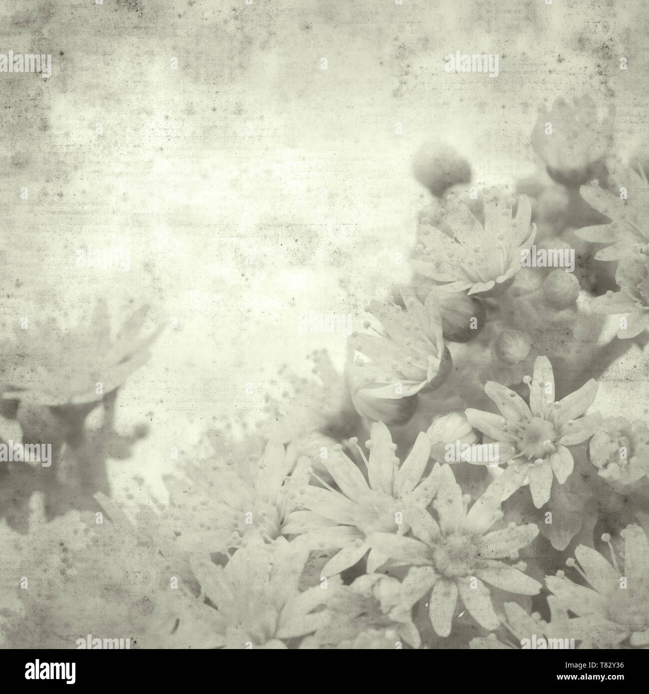 Texturierte Stilvolle Alte Papier Hintergrund Quadratisch Mit Blumen Aeonium Stockfotografie Alamy