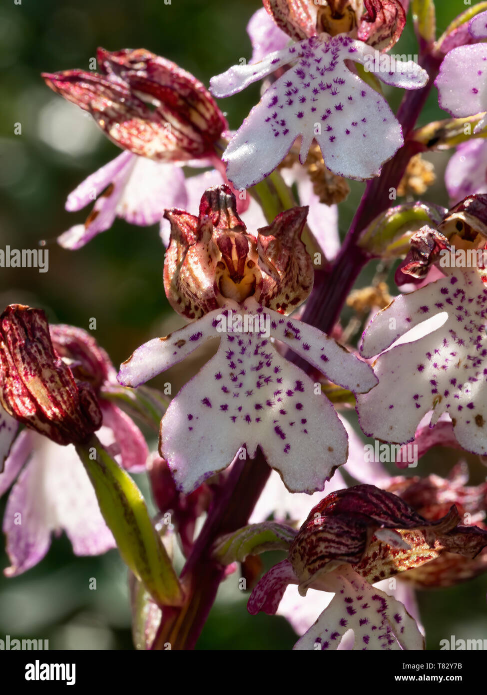 Orchis purpurea, die Dame Orchidee. Closeup Detail der Blume. Makro. Stockfoto