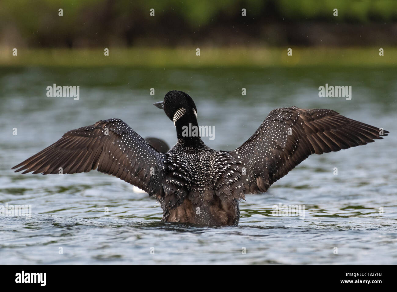 Common Loon Fotos Stockfoto