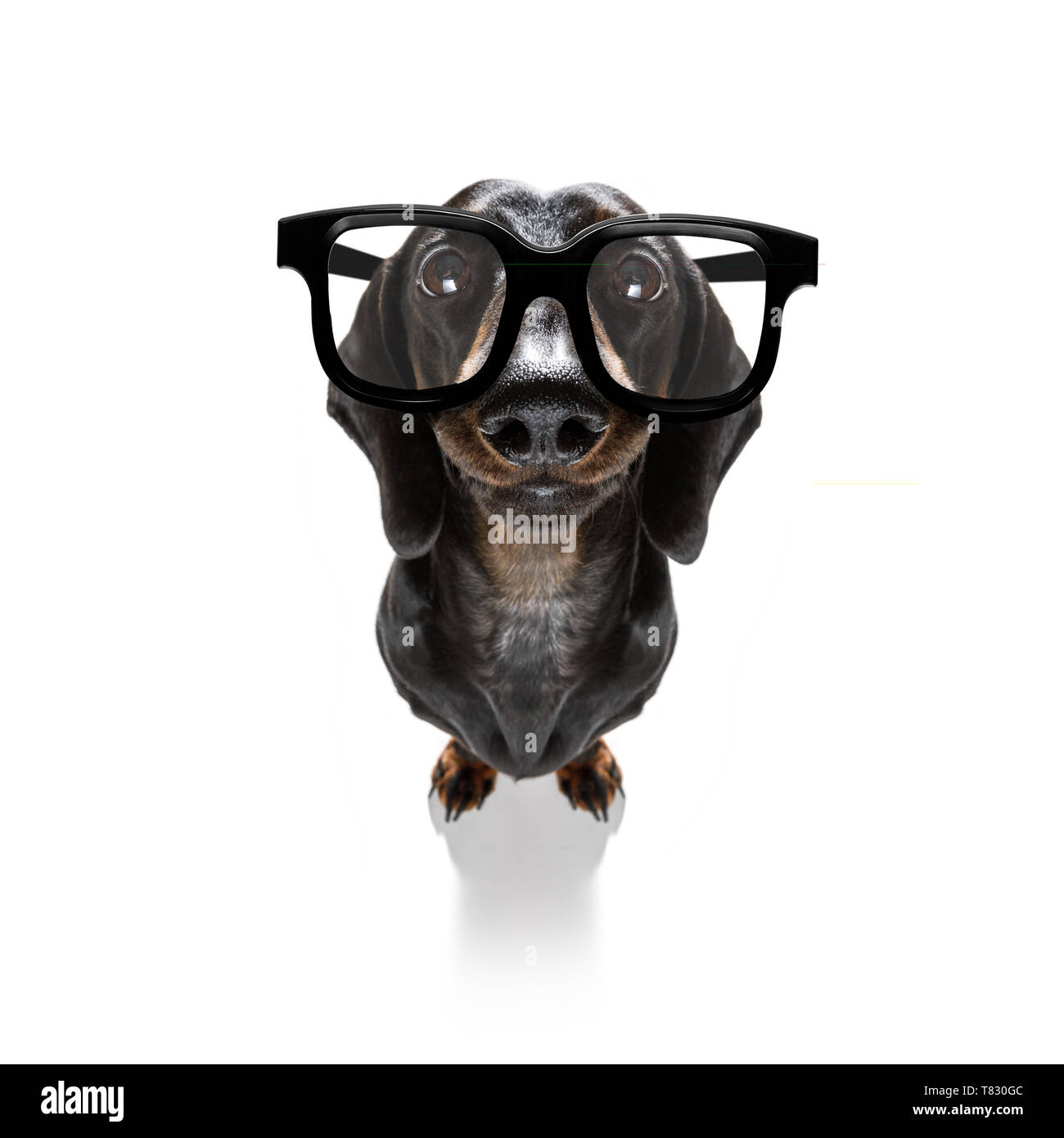Dumb crazy Wurst dackel Hund mit nerd Brille als Büro business Arbeiter mit Bleistift im Mund, vollen Körper, auf weißem Hintergrund Stockfoto