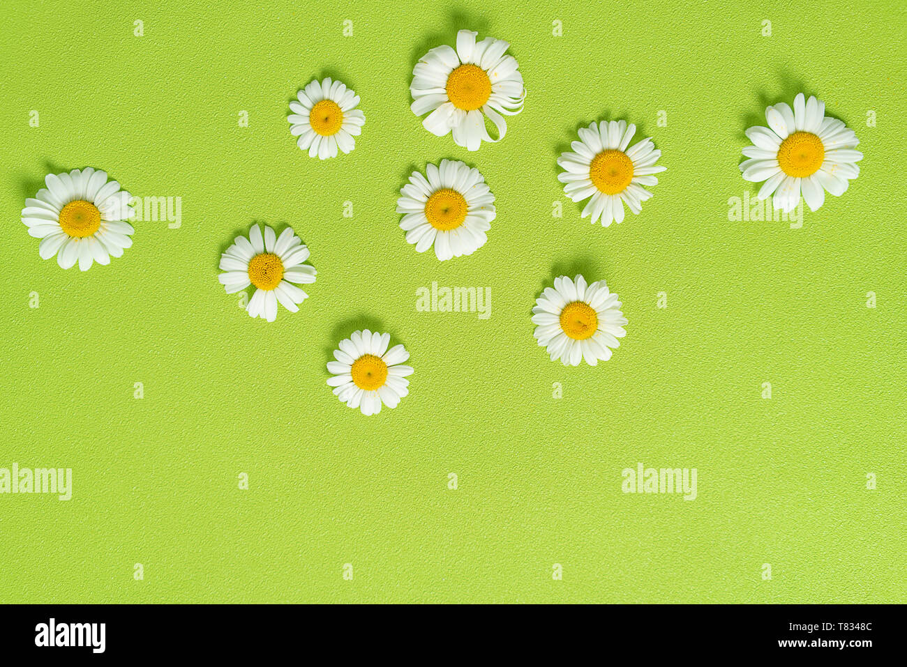Muster aus Gänseblümchen, Blüten, Blätter auf Pastell grün hinterlegt. Frühling, Sommer Konzept. Flach, Ansicht von oben, kopieren Raum Stockfoto