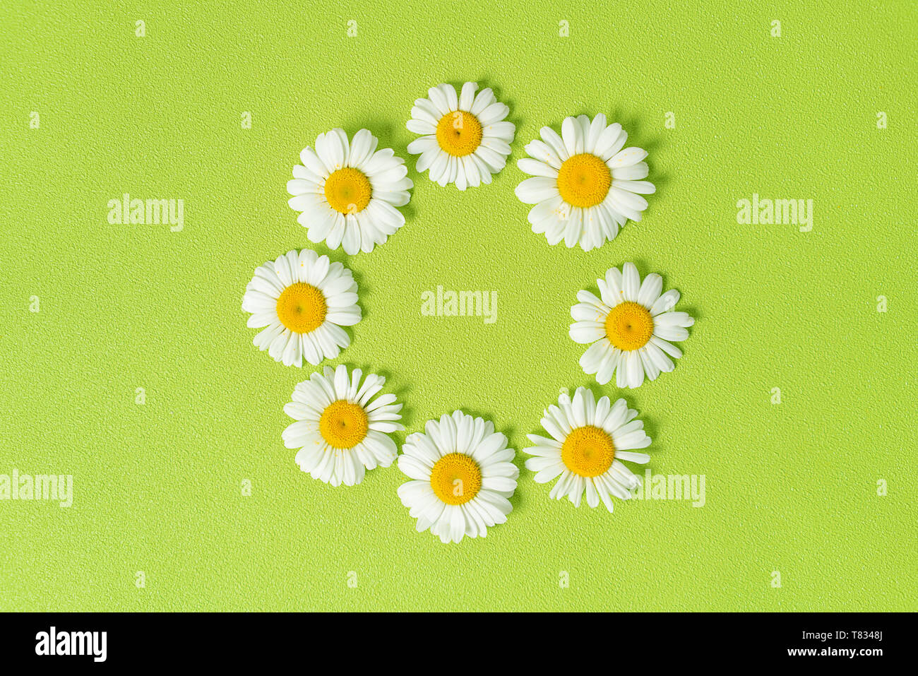 Muster aus Gänseblümchen, Blüten, Blätter auf Pastell grün hinterlegt. Frühling, Sommer Konzept. Flach, Ansicht von oben, kopieren Raum Stockfoto
