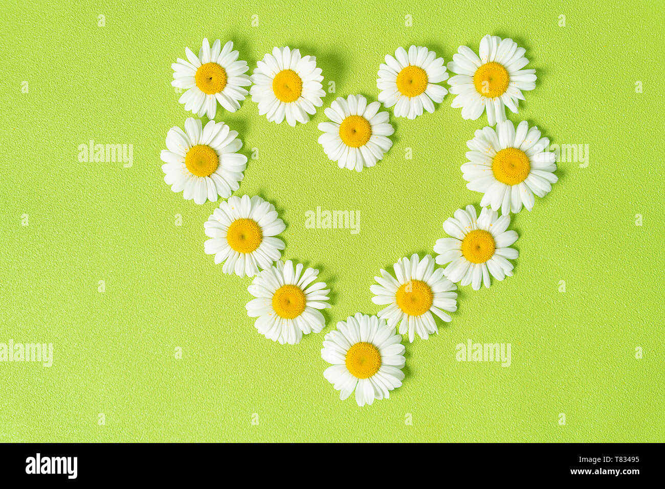 Muster aus Gänseblümchen, Blüten, Blätter auf Pastell grün hinterlegt. Frühling, Sommer Konzept. Flach, Ansicht von oben, kopieren Raum Stockfoto