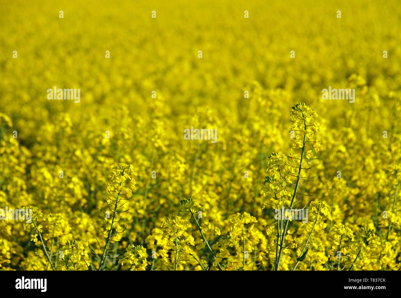 Alternativer Kraftstoff: Gelbe Rapsfeld in der Sonne Stockfoto