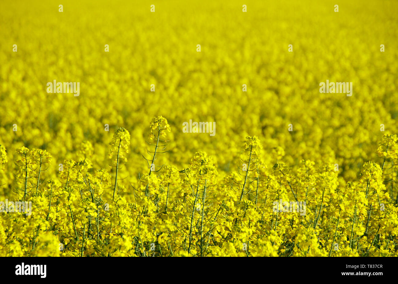 Alternativer Kraftstoff: Gelbe Rapsfeld in der Sonne Stockfoto