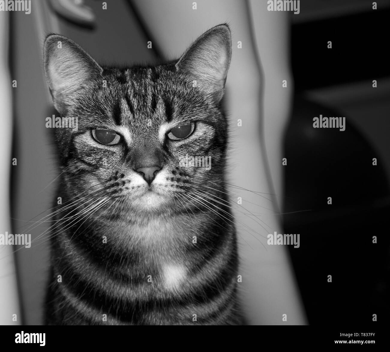 Blick zurück und weiße Katze Stockfoto
