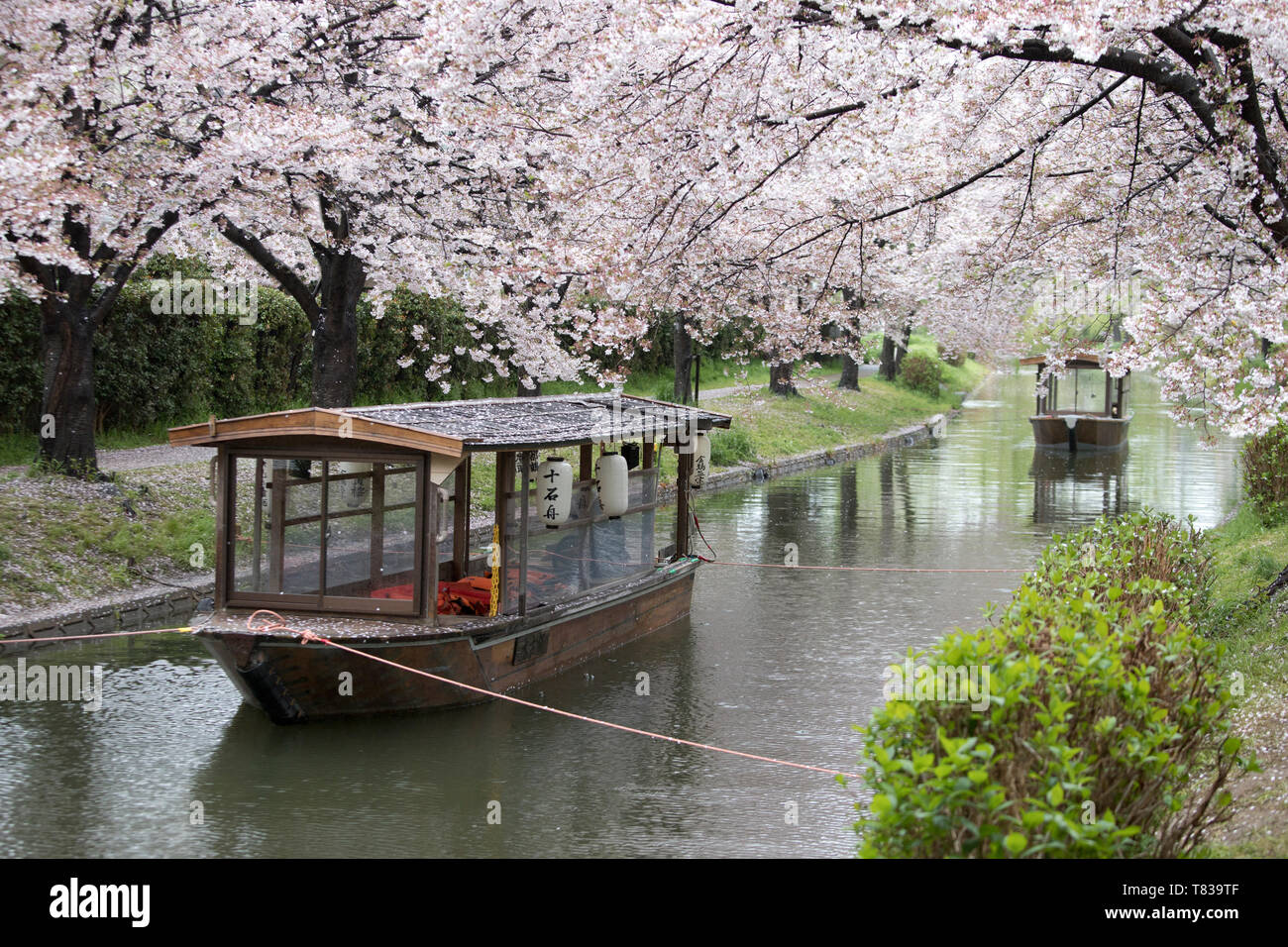 Ein traditionelles Boot befahren, ein Kyoto Kanal nahe dem Ende der Kirschblüte Saison. Stockfoto