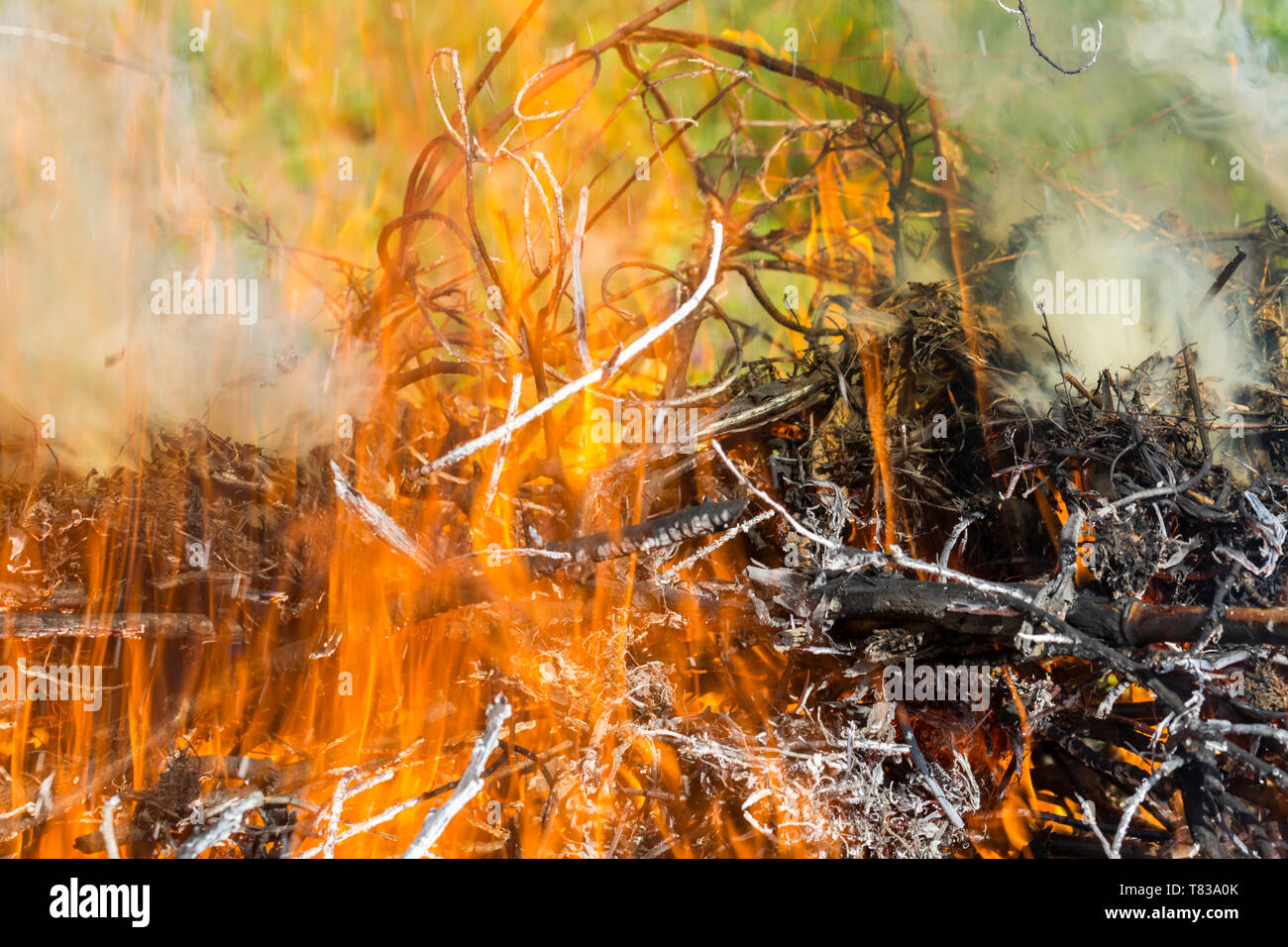 Bush am Feuer im Freien. Brennende trockenes Gras. Feuer und Rauch. Hintergrund konzeptionelle gefährliche Brände und raucht. Stockfoto