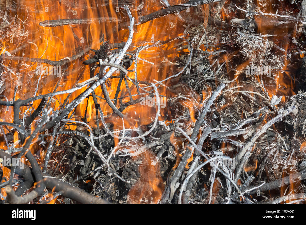 Bush am Feuer im Freien. Brennende trockenes Gras. Feuer und Rauch. Hintergrund konzeptionelle gefährliche Brände und raucht. Stockfoto