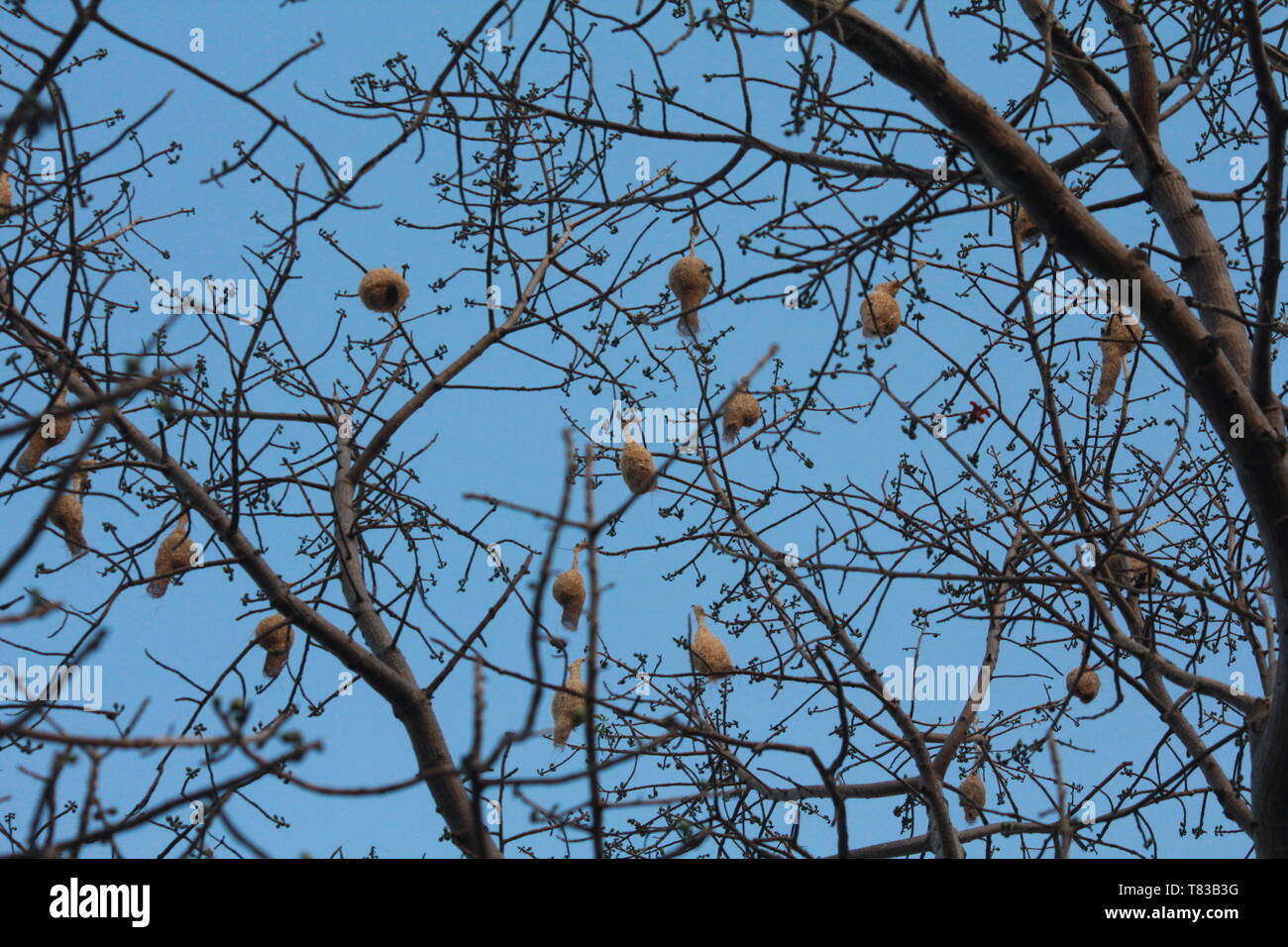 Nest von Grasmücken Stockfoto