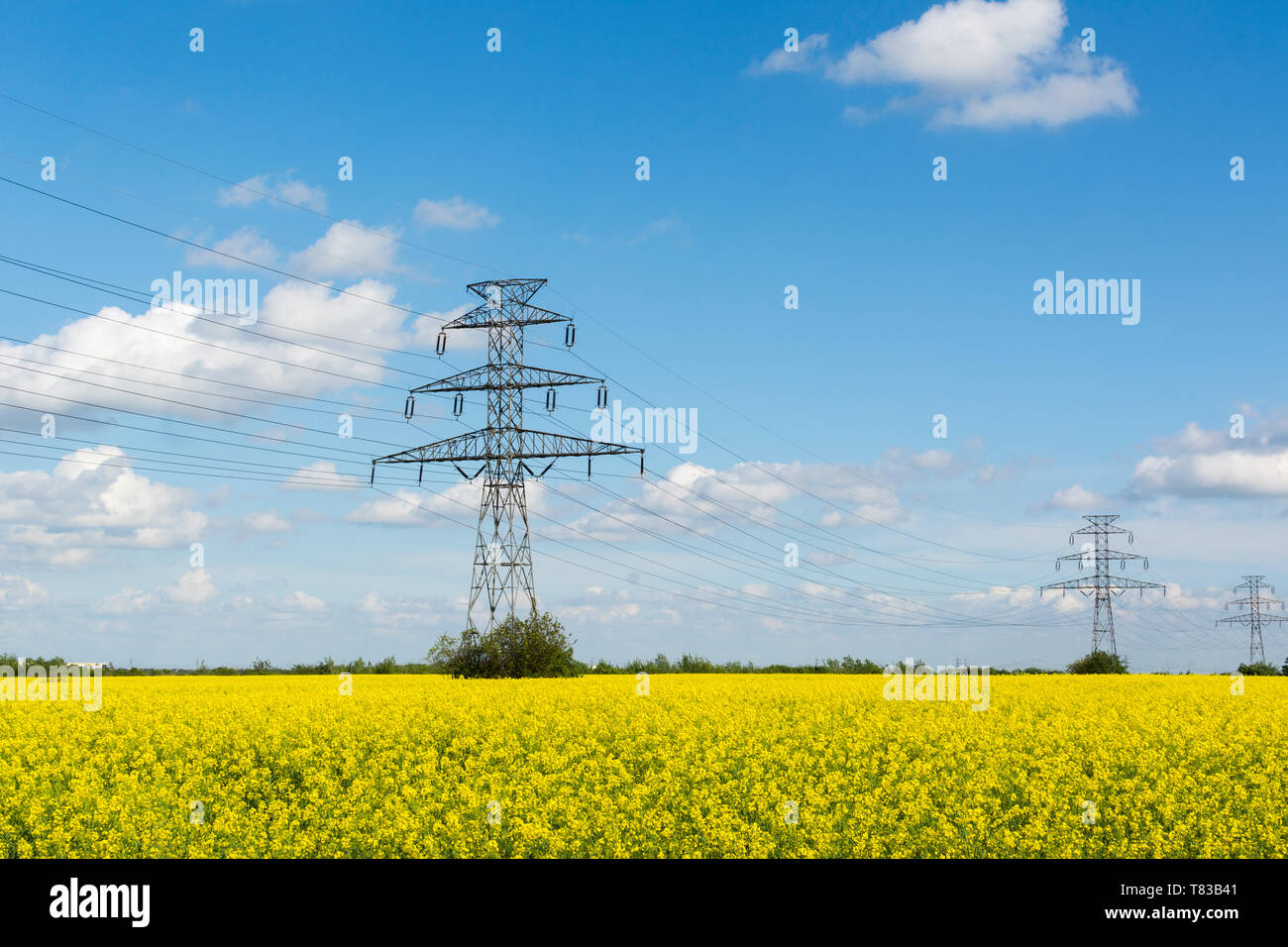 Goldene Blüte Feld von Raps, elektrischen Polen Hochspannungsleitungen Stockfoto