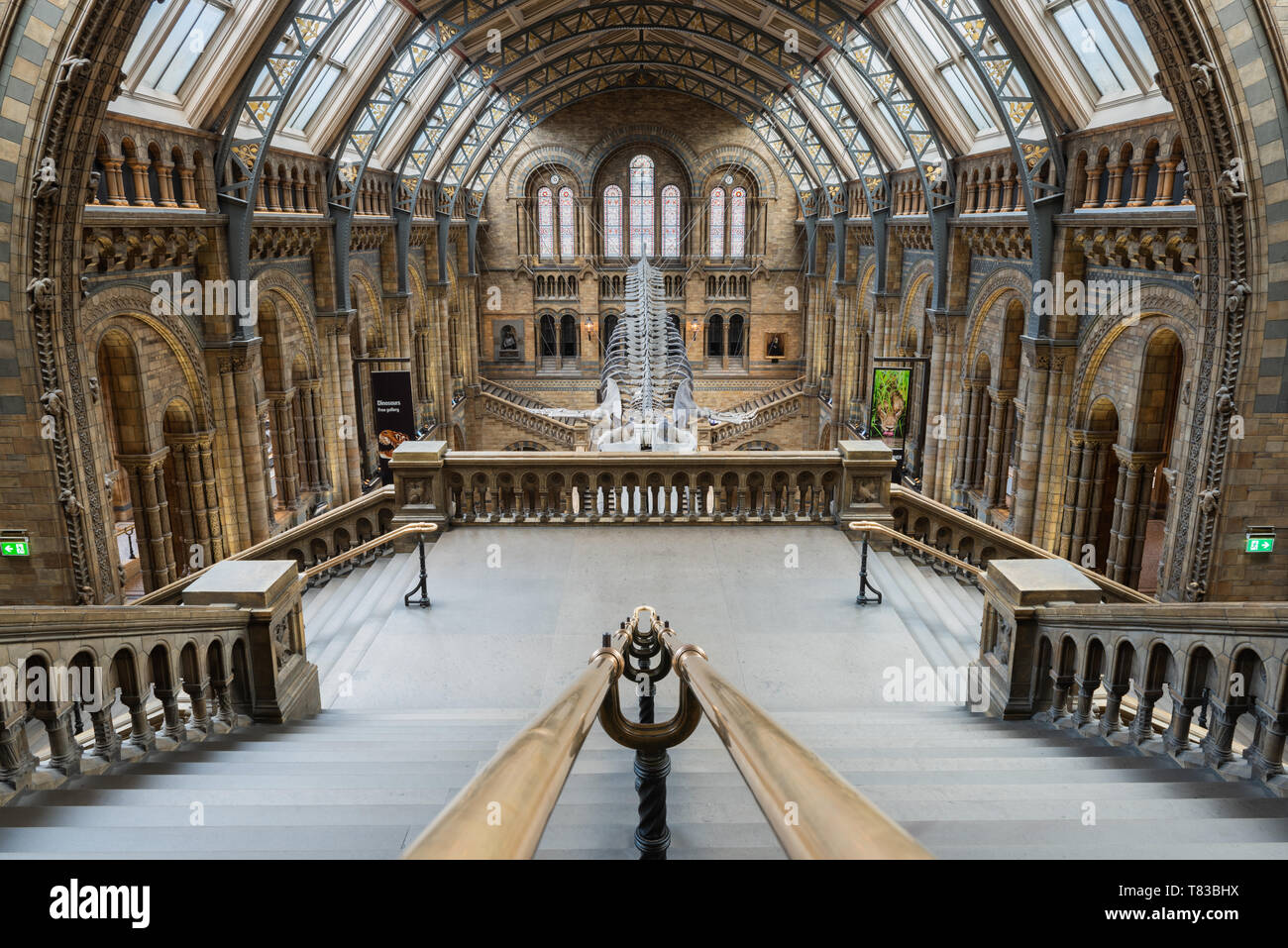 National History Museum in London, England. Stockfoto