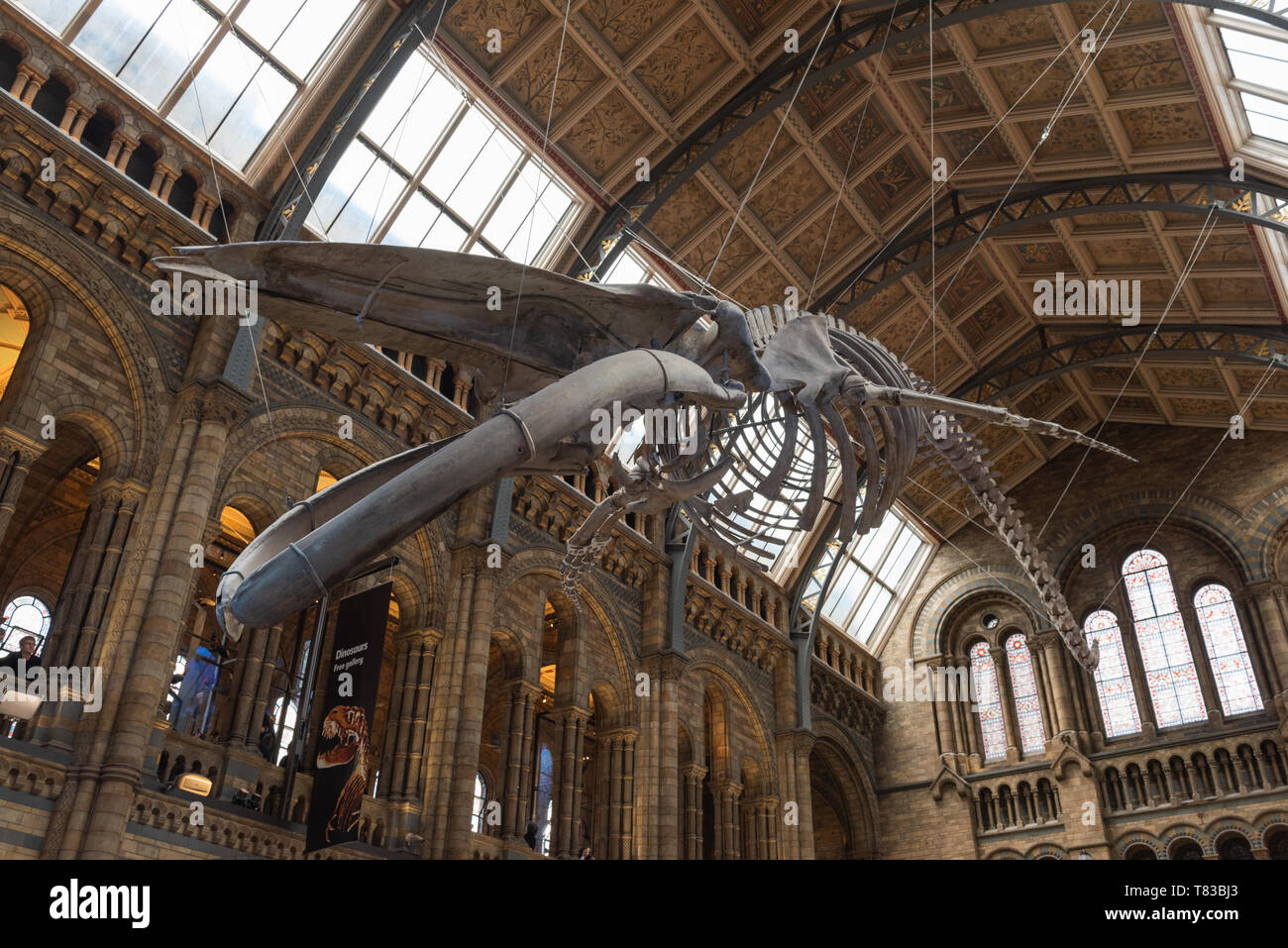 National History Museum in London, England. Stockfoto
