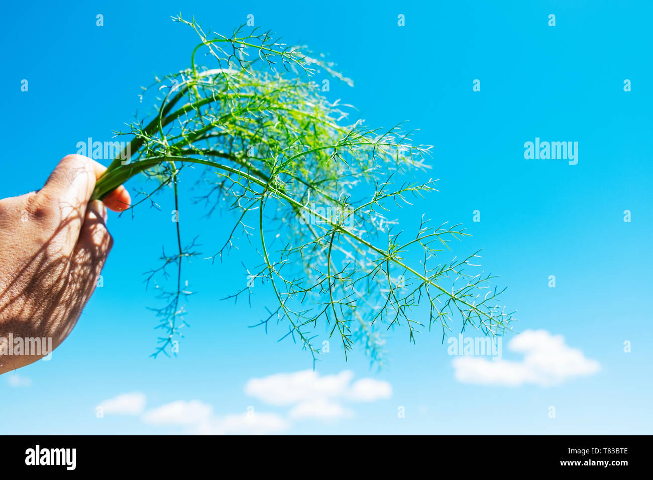 Nahaufnahme von einem kaukasischen Mann mit einem Zweig der Ausschreibung Fenchel in der Hand, frisch gesammelten, gegen den blauen Himmel Stockfoto